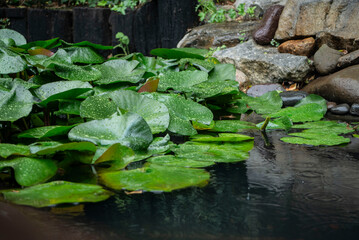 Fototapeta na wymiar Estanque con plantas de loto, agua y piedras 