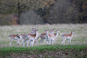 A herd of young fallow deer grazing along a grassy field in the Peak District, England.