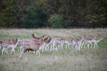 A fallow deer stag makes a loud belch in front of it's herd.