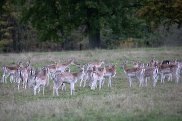 A herd of fallow deer grazing in the open fields around Bakewell, England.