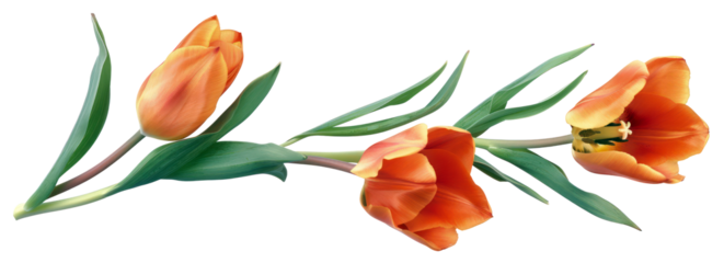 Bunch of red tulips with green leaves, cut out - stock png.