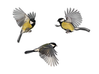 set of three bird tit flies with wings spread on a white isolated background - 751748578