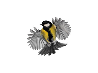 bird tit flies with wings spread on a white isolated background