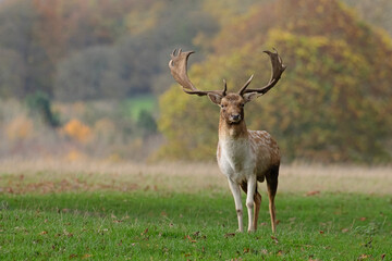 A majestic fallow deer stag photographed during the deer rut season.