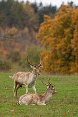 Two young fallow deer stags in the wild. 