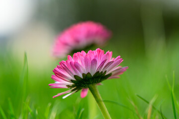 Obraz premium two flowers of white and pink magarita beautiful and delicate on a blurred grass background 4