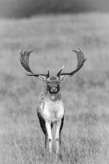 Black and white image of a majestic fallow deer stag in the wild.