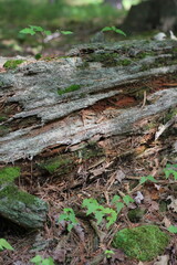 moss on the tree