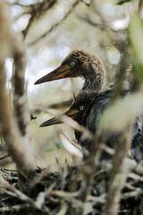Crías de garza rojiza