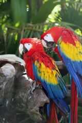 Ara chloroptera South American parrot, a member of a large group of Neotropical parrots called macaws