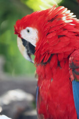 Ara chloroptera South American parrot, a member of a large group of Neotropical parrots called macaws