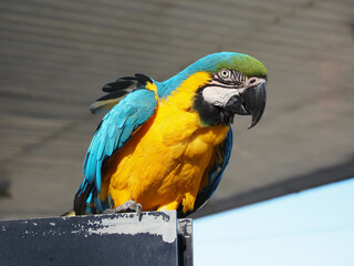 Loro con bonitos colores mirando con atención al espectador