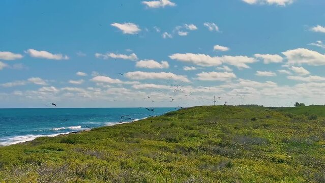 Fregat birds flock fly blue sky background Contoy island Mexico.