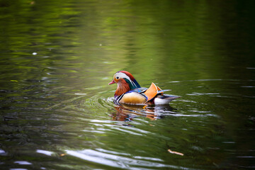 Mandarin duck swimming in a pond, Richmond park, London