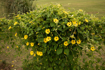 View of Thunbergia alata, also known as black eyed Susan vine, blooming flowers of yellow petals and green leaves, growing in the fence in garden.