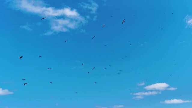Fregat birds flock fly blue sky background Contoy island Mexico.