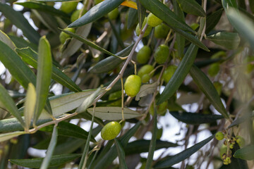 Green unripe olives on tree leaves