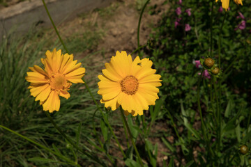 Spring in the park. Closeup view of a beautiful Coreopsis grandiflora, also known as tickseed, flower of yellow petals blooming in the garden.