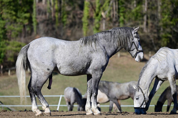 Lipizzaner stud farm in Piber in Styria