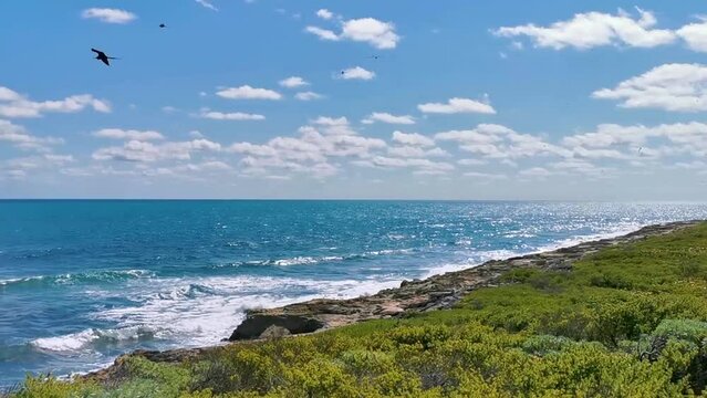 Fregat birds flock fly blue sky background Contoy island Mexico.