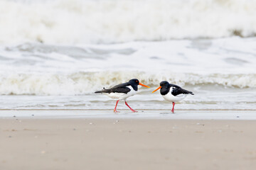 Close up of two Oystercatchers, Haematopus ostralegus, walking and foraging on the North Sea beach of IJmuiderslag against a blurred background of surf with rolling waves