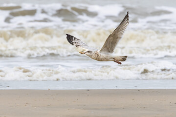 Close up of a flying herring gull, Larus argentatus, with a razor shell in its beak along the surf of the North Sea at IJmuiderslag against a blurred background of rolling waves