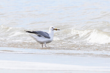 Close up of a walking herring gull, Larus argentatus, with a razor shell in its beak along the surf of the North Sea at IJmuiderslag against a blurred background of rolling waves