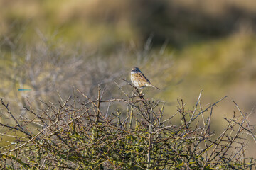 Close up of Dunnock, Prunella modularis, in natural habitat resting on a bare Sea Buckthorn bush, Hippophae rhamnoides, against blurred background
