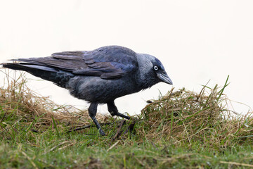 Portrait of a Jackdaw, Corvus monedula, bent over a tuft of grass on the ground in search of food with a sharp eye on the nearby standing photographer