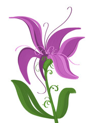 Floral illustration. Lilac flower on a white background.