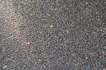 Close-up of scattered small poppy seeds