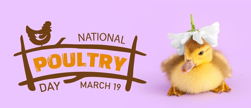 Banner for National Poultry Day with cute duckling - Powered by Adobe