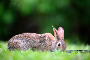Grey small hare eating grass on summer field. Wild rabbit in nature