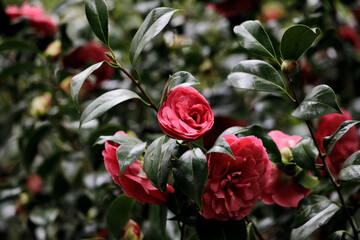 Camellias in red blossom in spring, Isabella plantaion, Richmond park, London