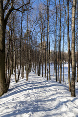 Snowy winter forest with blue sky and white clouds in the background