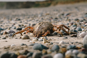 Spider Crab on the beach