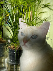 Le chat et les plantes