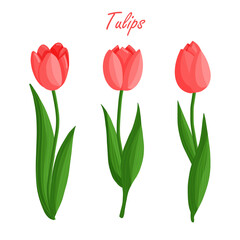 Tulips flowers set. Floral plants with red petals. Botanical vector illustration on isolated background.