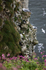 Puffin on a sea cliff