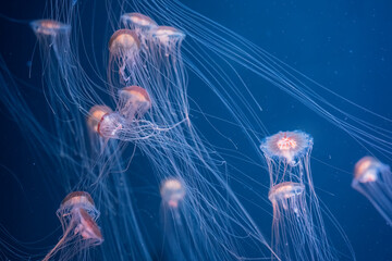 A swarm of ethereal jellyfish with long tentacles drifts in the vastness of the deep blue sea. Swarm of Jellyfish in Deep Blue Sea.