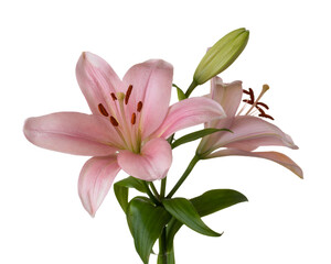 Naklejka premium Pink Lilies on a White Background