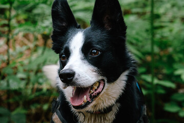 Smiling Border Collie in a woodland forest close up of face
