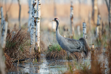 Naklejka premium A crane walking through the swamp in the morning sun