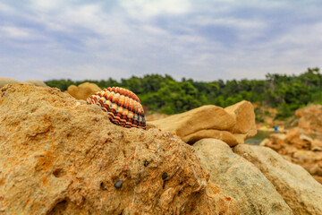 Sandy beaches on the island of Rab in Croatia