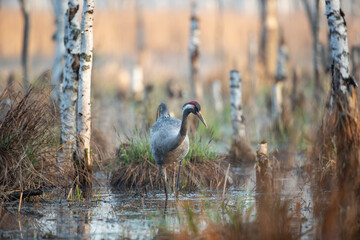 A crane walking through a swamp in the warm rays of the sun