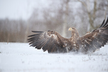 A white-tailed eagle landing with spread wings in clouds of snow