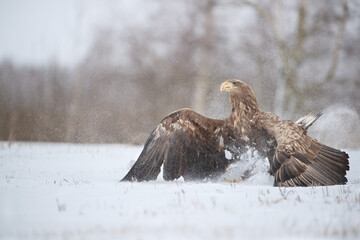 A white-tailed eagle landing with spread wings in clouds of snow