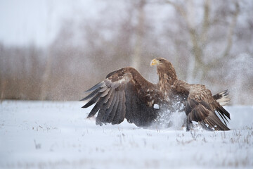 A white-tailed eagle landing with spread wings in clouds of snow