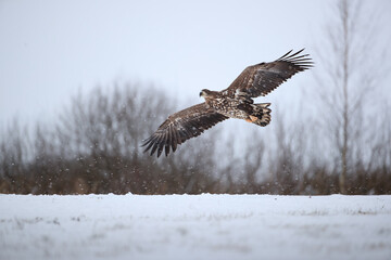 A white-tailed eagle in flight over a meadow in falling snow