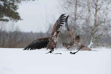 Two white-tailed eagles with spread wings in a winter scenery